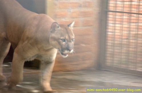 animaux 1028