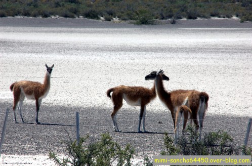 Guanaco